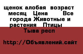 щенок алобая .возраст 1 месяц › Цена ­ 7 - Все города Животные и растения » Птицы   . Тыва респ.